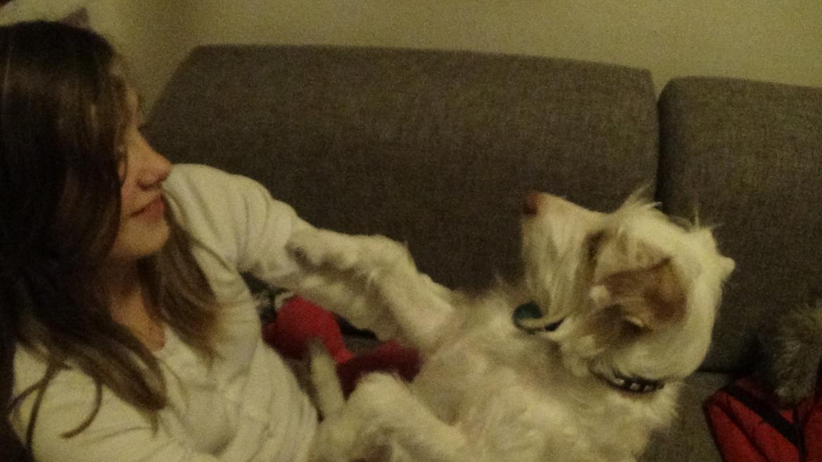 Jack russell terrier Coco billede 6