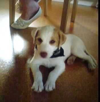 Jack russell terrier Coco billede 7