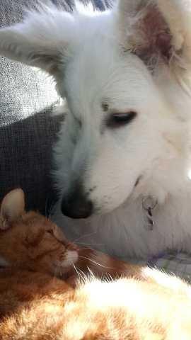 Hvid schæfer Kenzo billede 16