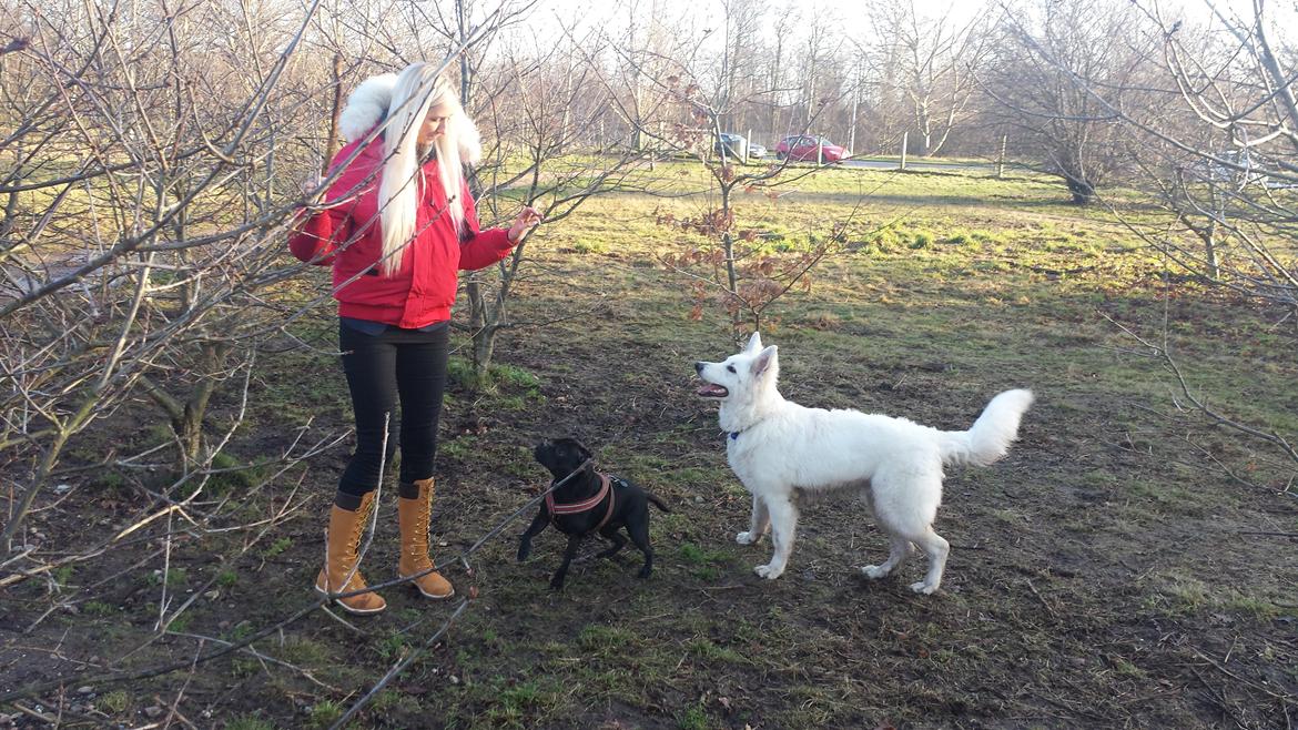 Hvid schæfer Kenzo billede 17