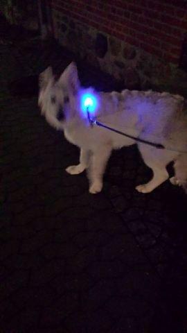 Hvid schæfer Kenzo billede 18