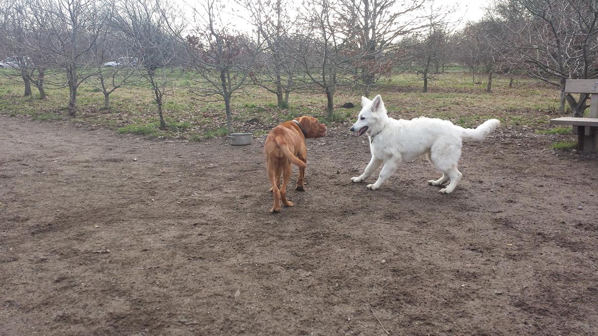 Hvid schæfer Kenzo billede 19