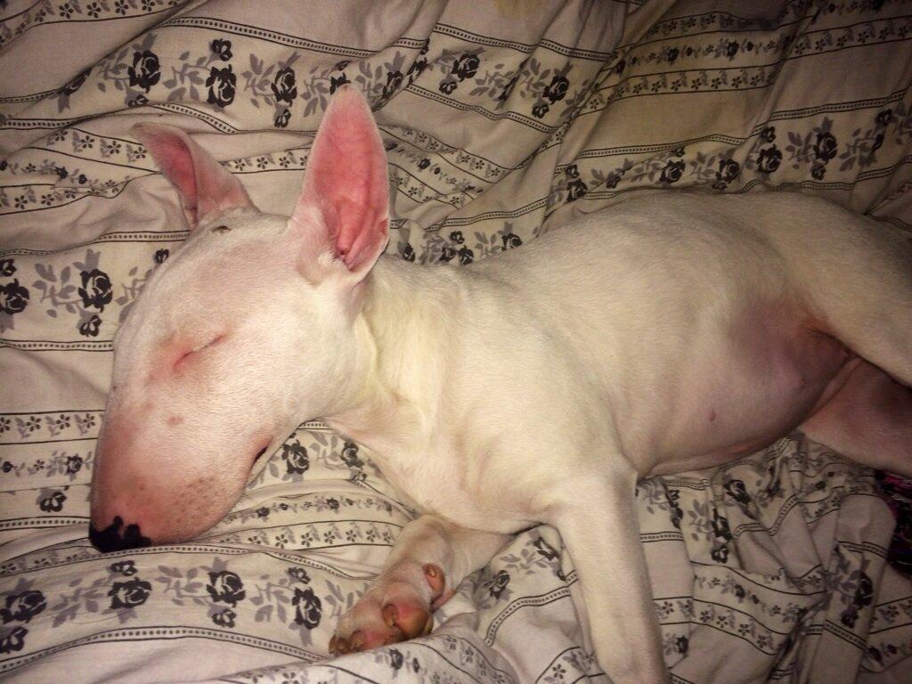 Bullterrier Ronja (Snow-princess) - Ronja lige da jeg fik hende billede 8