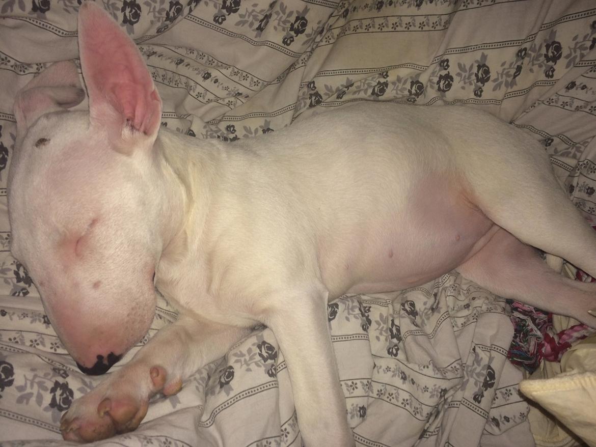 Bullterrier Ronja (Snow-princess) - Ronja lige da jeg fik hende billede 9