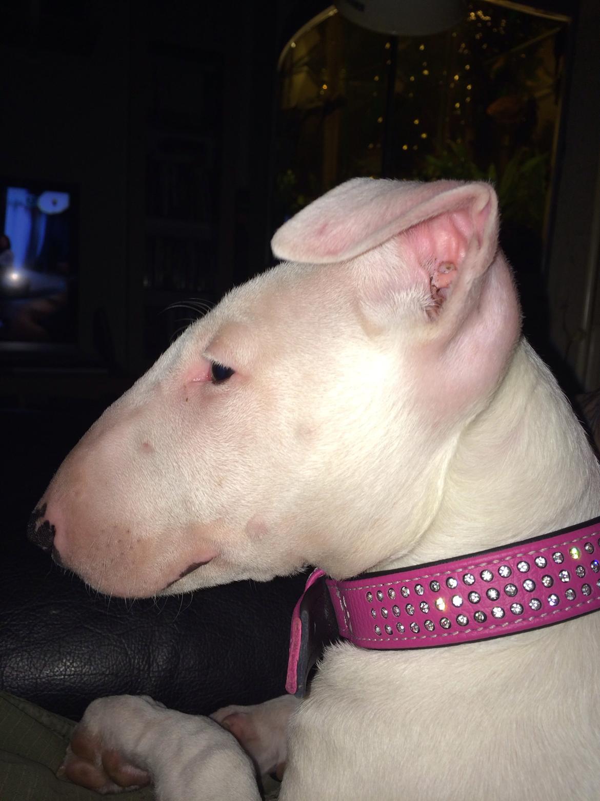 Bullterrier Ronja (Snow-princess) - Ronja som hvalp billede 11