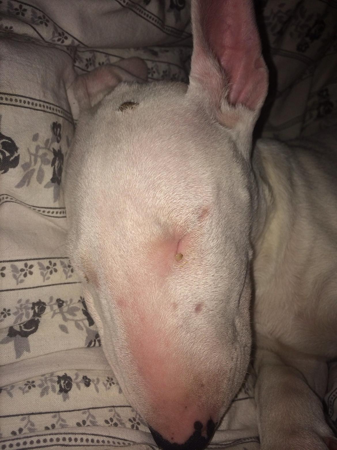 Bullterrier Ronja (Snow-princess) - Ronja lige da jeg fik hende billede 10