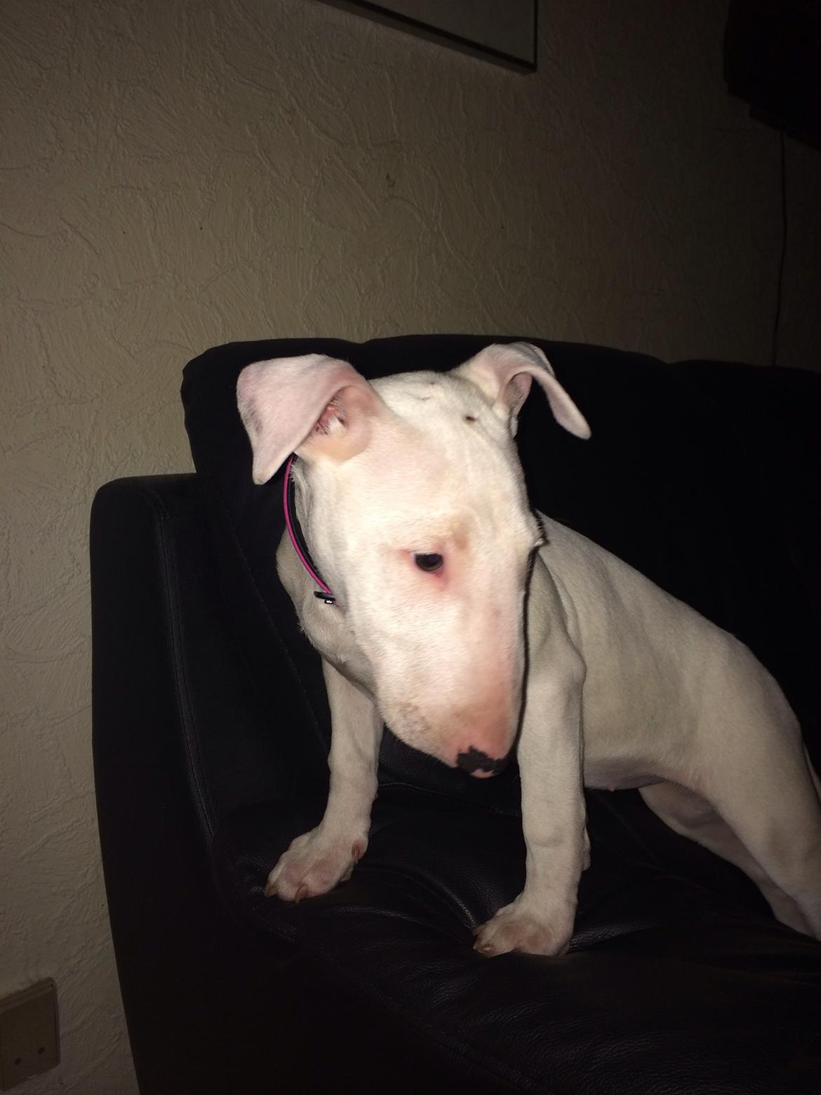 Bullterrier Ronja (Snow-princess) - Ronja som hvalp billede 12