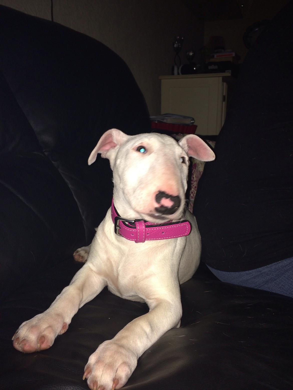 Bullterrier Ronja (Snow-princess) - Ronja som hvalp billede 13