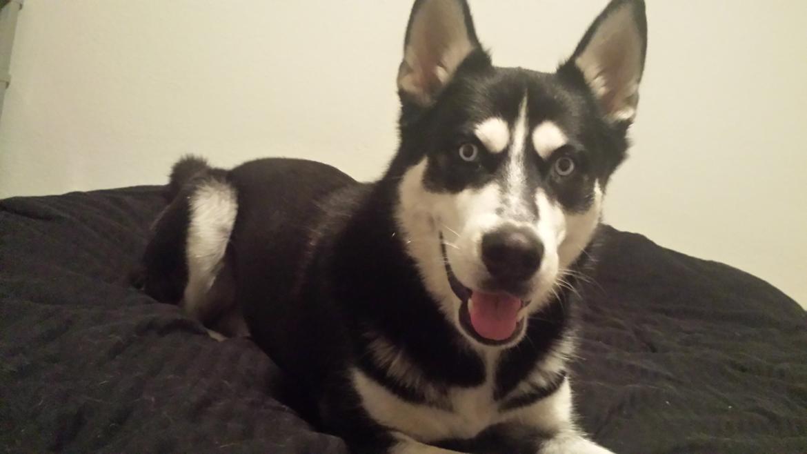 Siberian husky Diesel billede 26