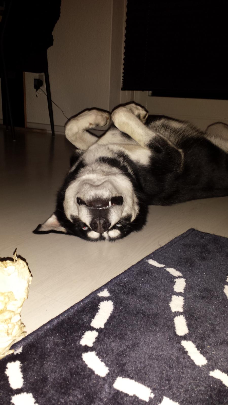 Siberian husky Diesel - Sådan ligger man altså bare bedst billede 27