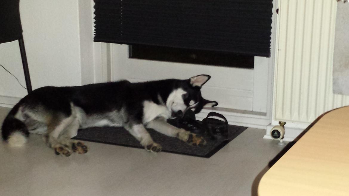 Siberian husky Diesel billede 28