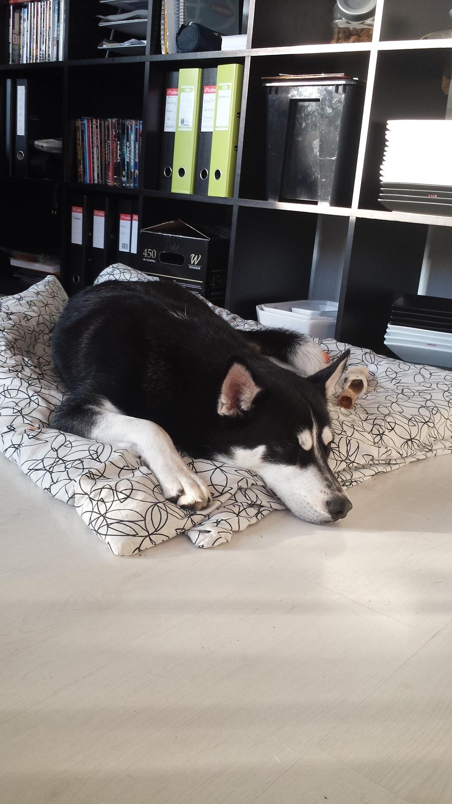 Siberian husky Diesel billede 29