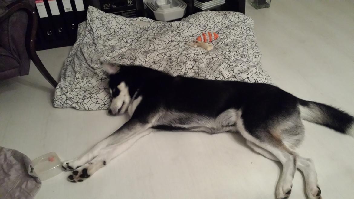 Siberian husky Diesel billede 30