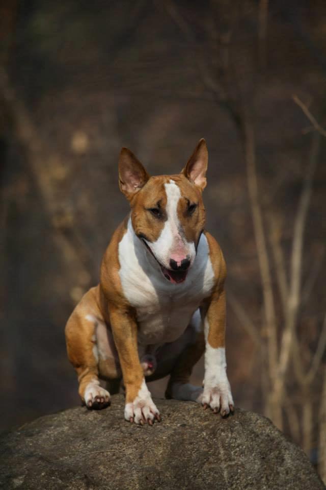 Bullterrier Dexter billede 2