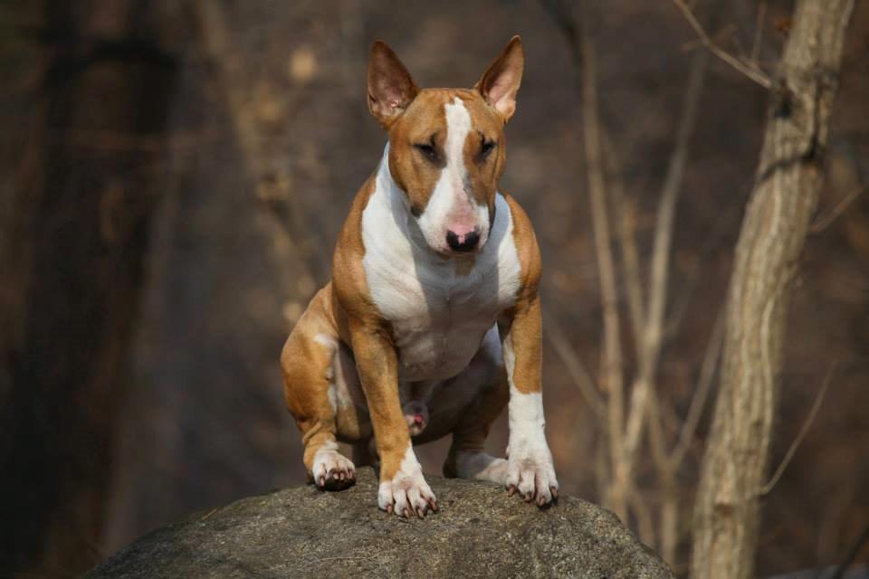 Bullterrier Dexter billede 1