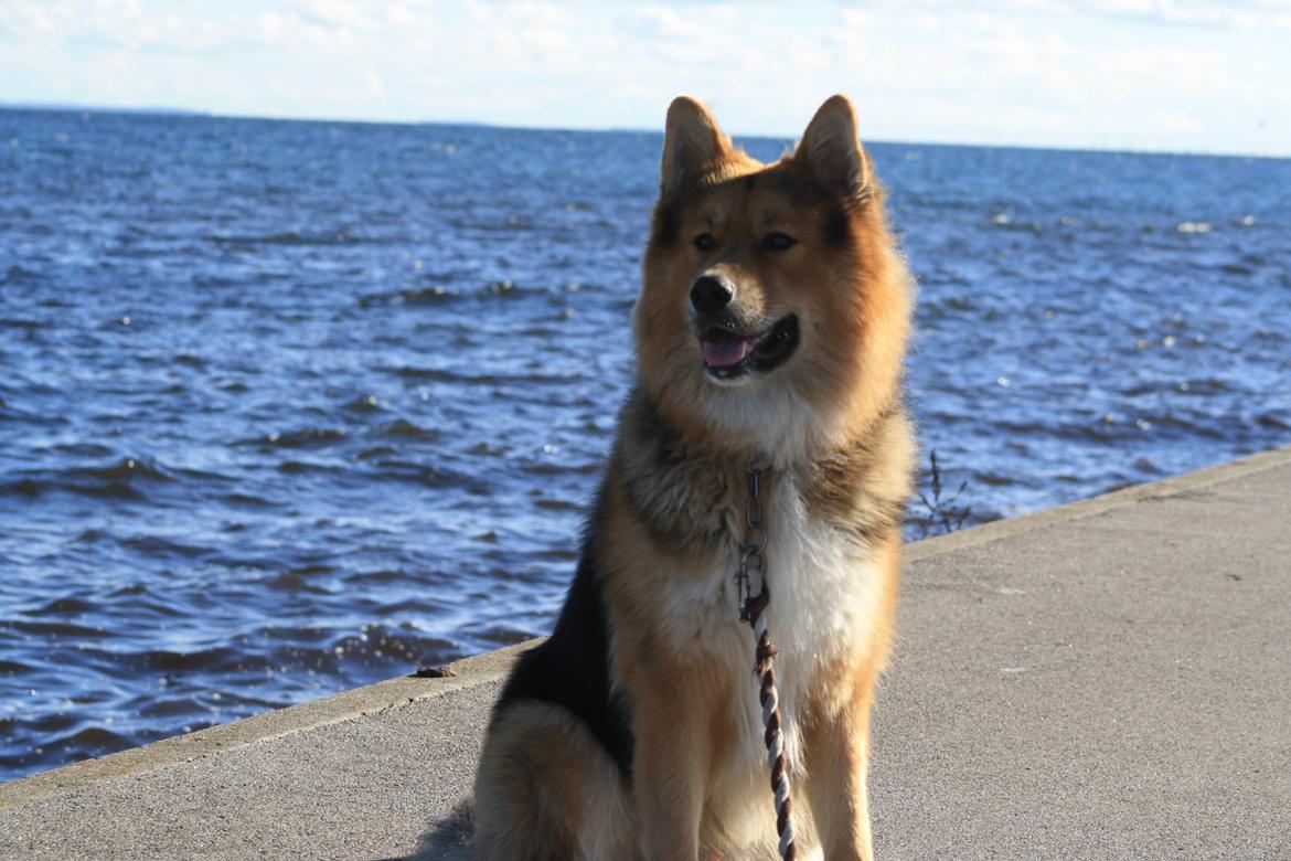 Blanding af racer Elvis - Mors konge (:<3 billede 18