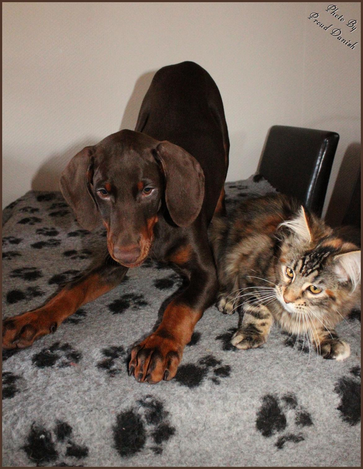 Dobermann LJCH From Island Korsika A Mill. $ Baby (Cocio) billede 32