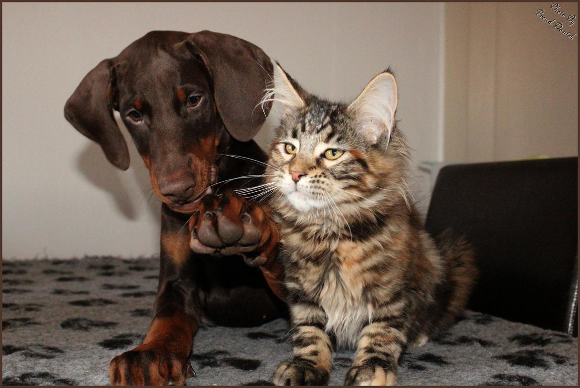 Dobermann LJCH From Island Korsika A Mill. $ Baby (Cocio) billede 33