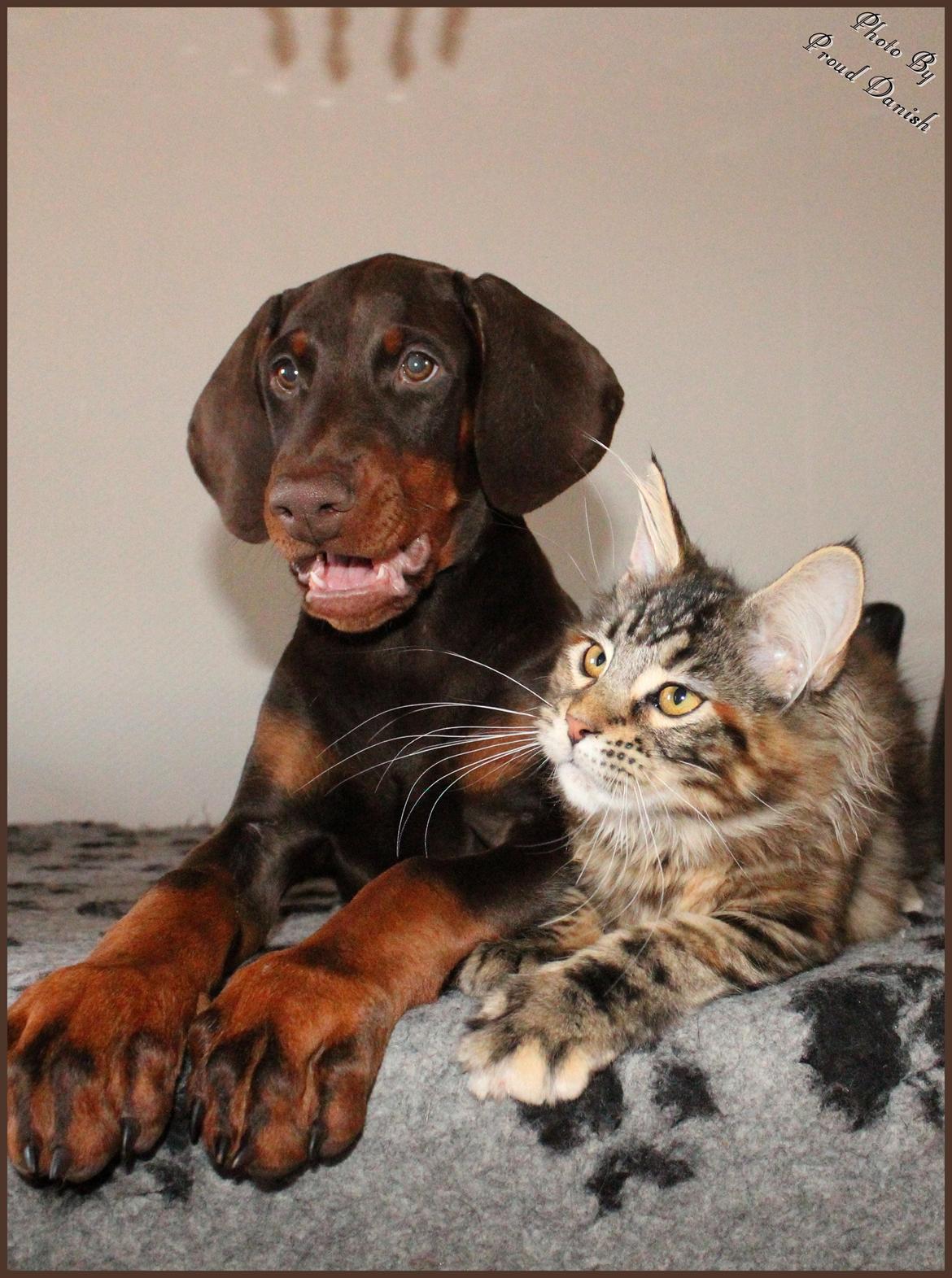 Dobermann LJCH From Island Korsika A Mill. $ Baby (Cocio) billede 34