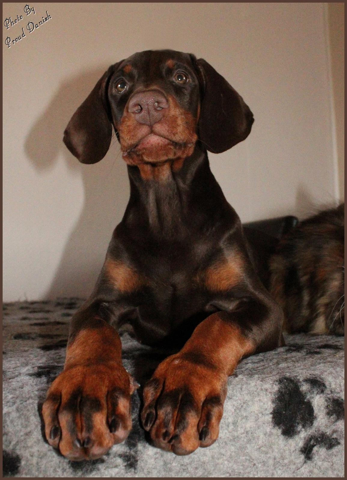 Dobermann LJCH From Island Korsika A Mill. $ Baby (Cocio) billede 35