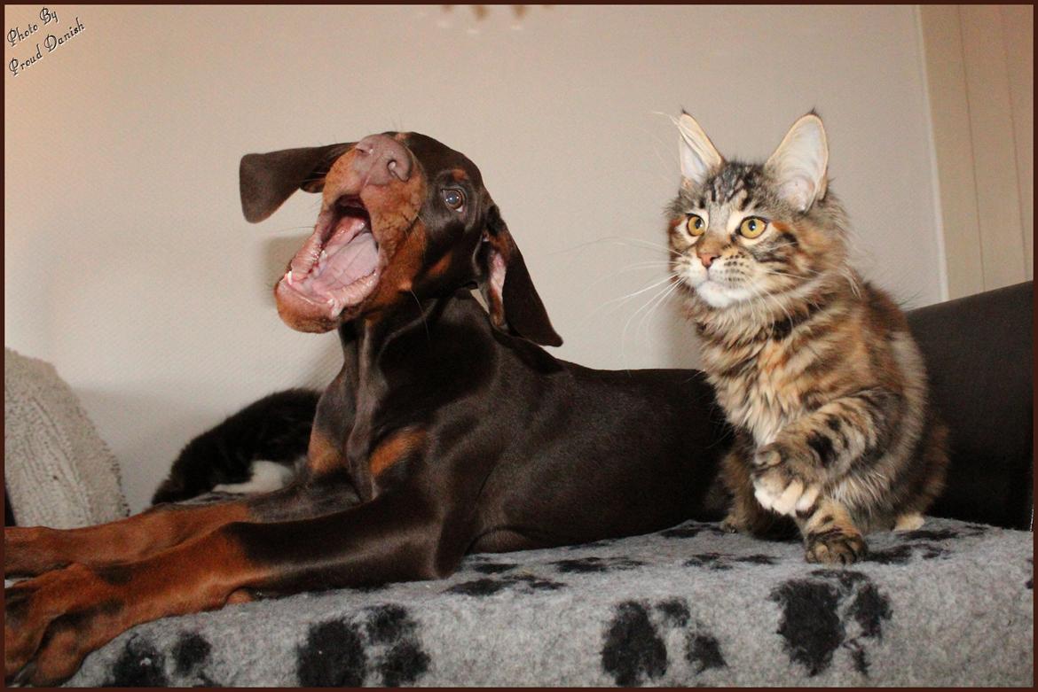 Dobermann LJCH From Island Korsika A Mill. $ Baby (Cocio) billede 36