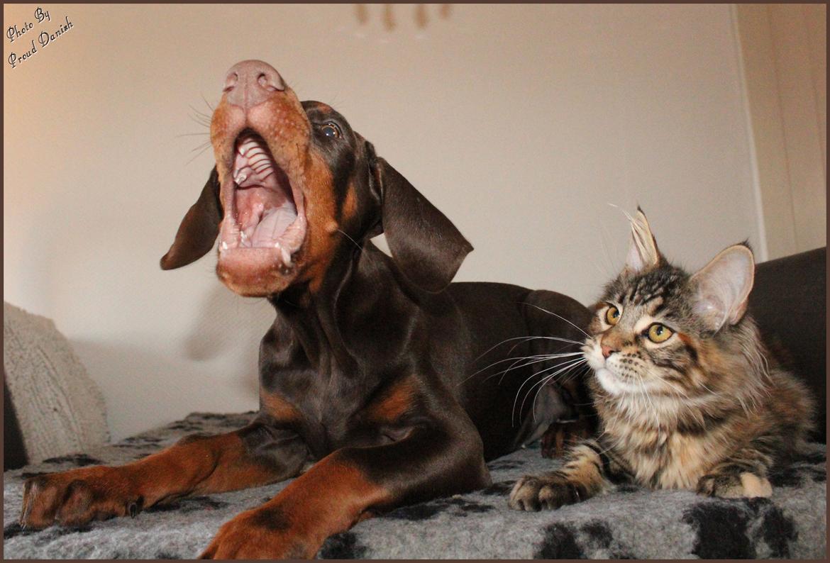 Dobermann LJCH From Island Korsika A Mill. $ Baby (Cocio) billede 37