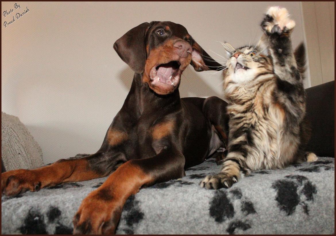 Dobermann LJCH From Island Korsika A Mill. $ Baby (Cocio) billede 38