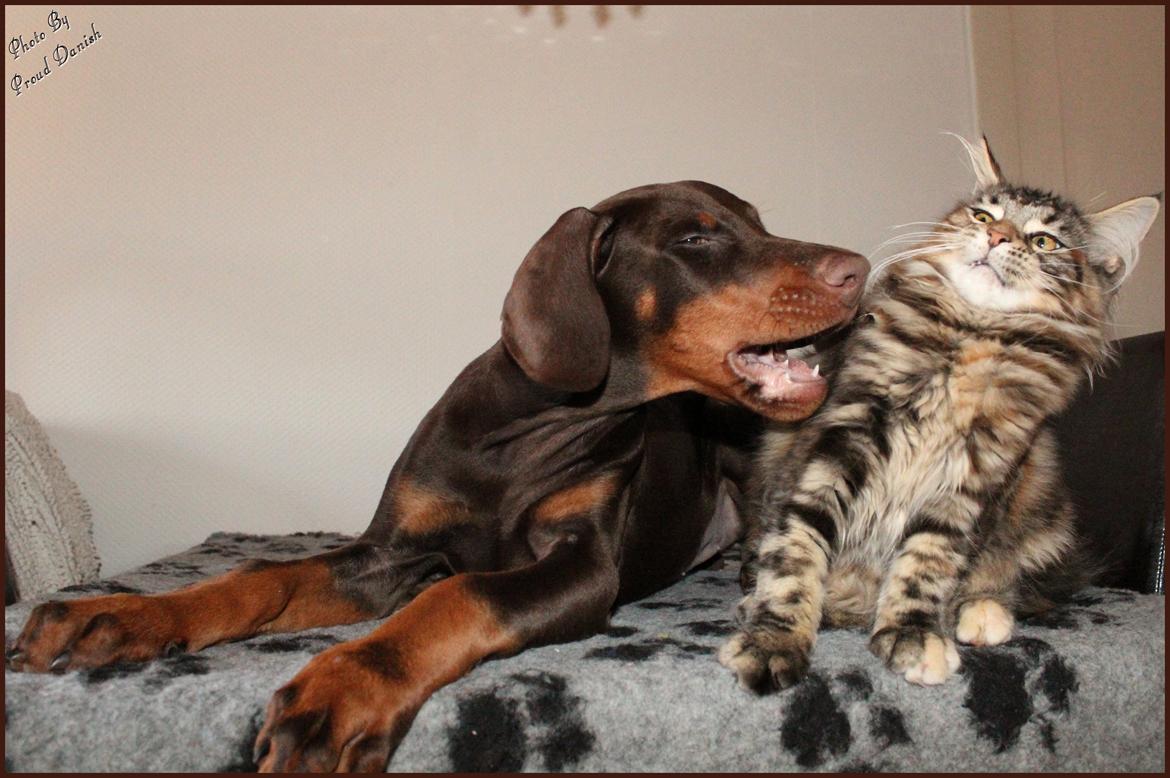 Dobermann LJCH From Island Korsika A Mill. $ Baby (Cocio) billede 39