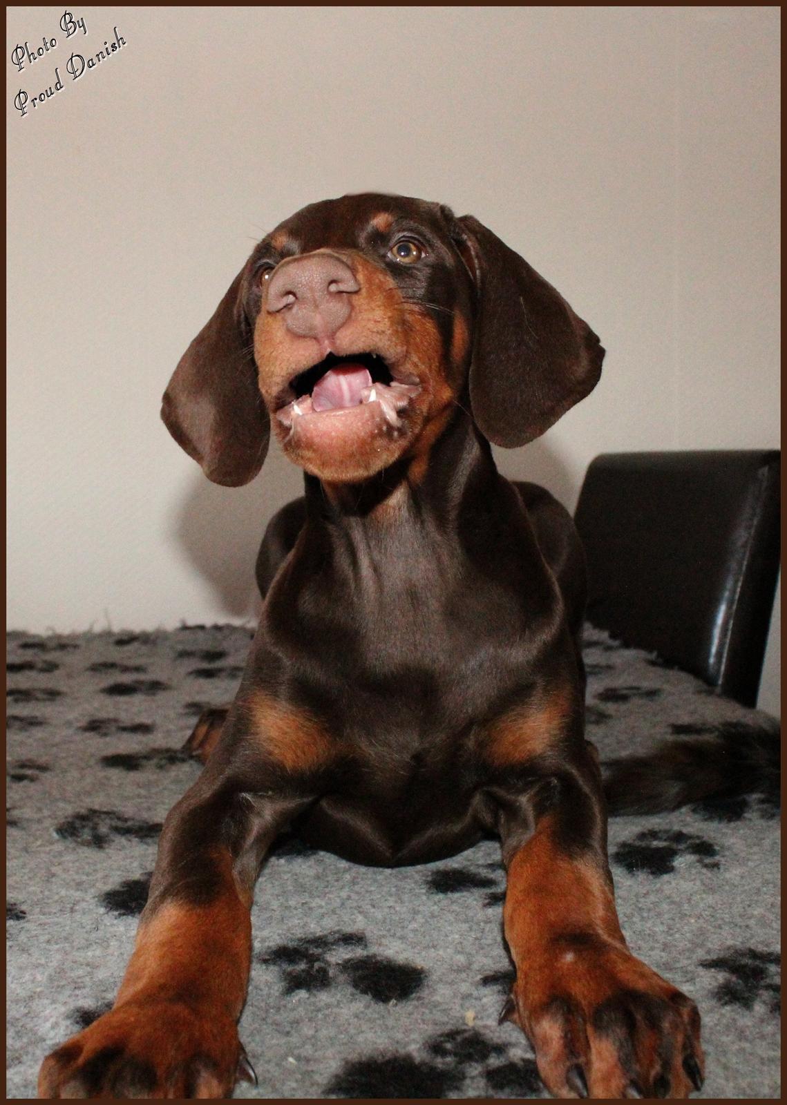 Dobermann LJCH From Island Korsika A Mill. $ Baby (Cocio) billede 40