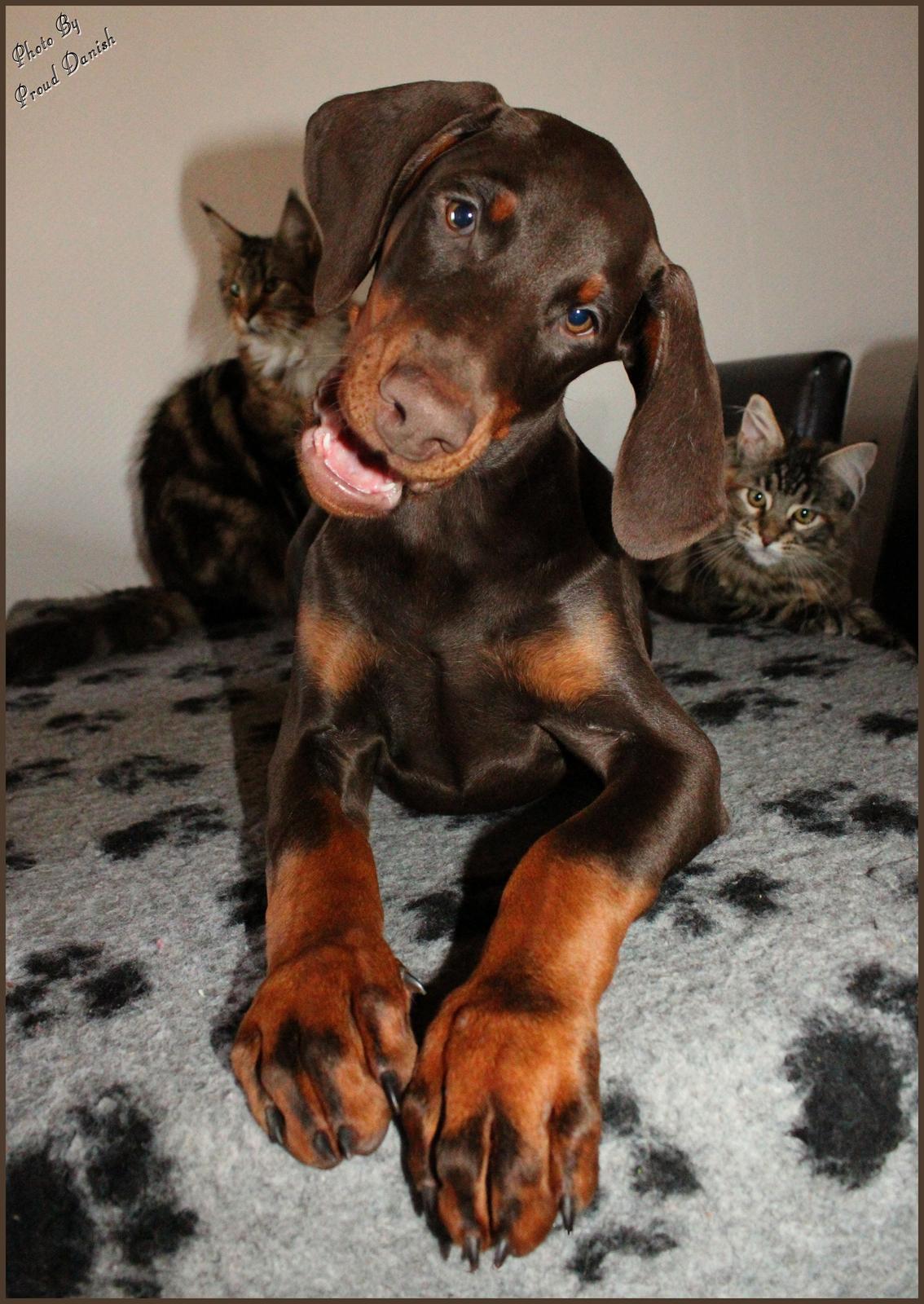 Dobermann LJCH From Island Korsika A Mill. $ Baby (Cocio) billede 41