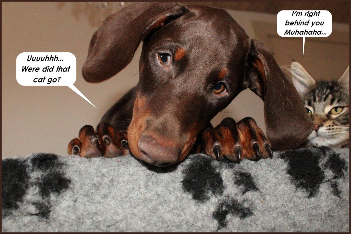 Dobermann LJCH From Island Korsika A Mill. $ Baby (Cocio) billede 43