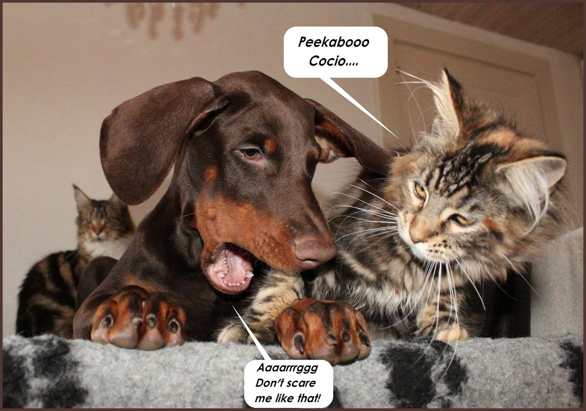 Dobermann LJCH From Island Korsika A Mill. $ Baby (Cocio) billede 44