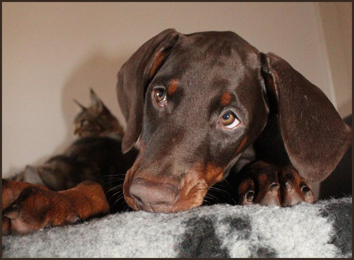 Dobermann LJCH From Island Korsika A Mill. $ Baby (Cocio) billede 42