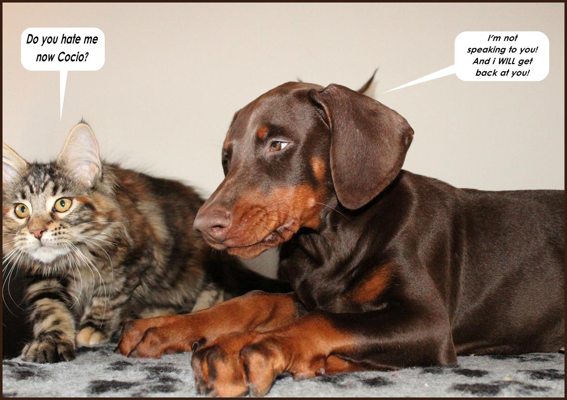 Dobermann LJCH From Island Korsika A Mill. $ Baby (Cocio) billede 45