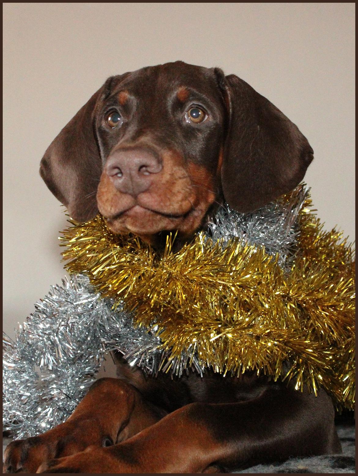 Dobermann LJCH From Island Korsika A Mill. $ Baby (Cocio) billede 46