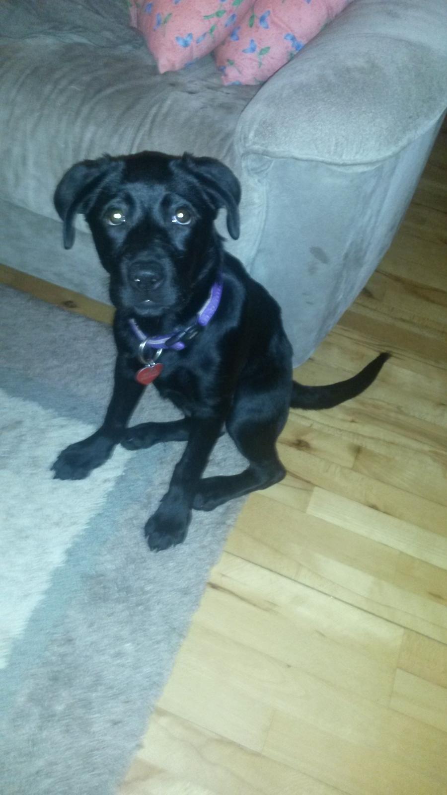 Blanding af racer Bella ( sov sødt lille bella :'( ) <3 billede 1