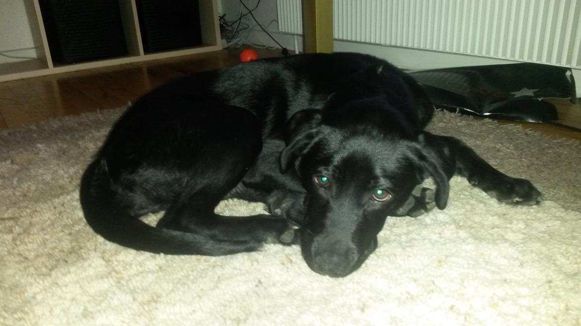 Blanding af racer Bella ( sov sødt lille bella :'( ) <3 billede 3