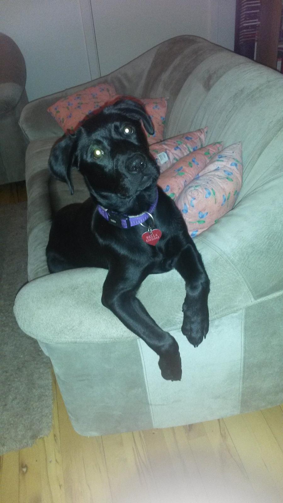 Blanding af racer Bella ( sov sødt lille bella :'( ) <3 billede 2