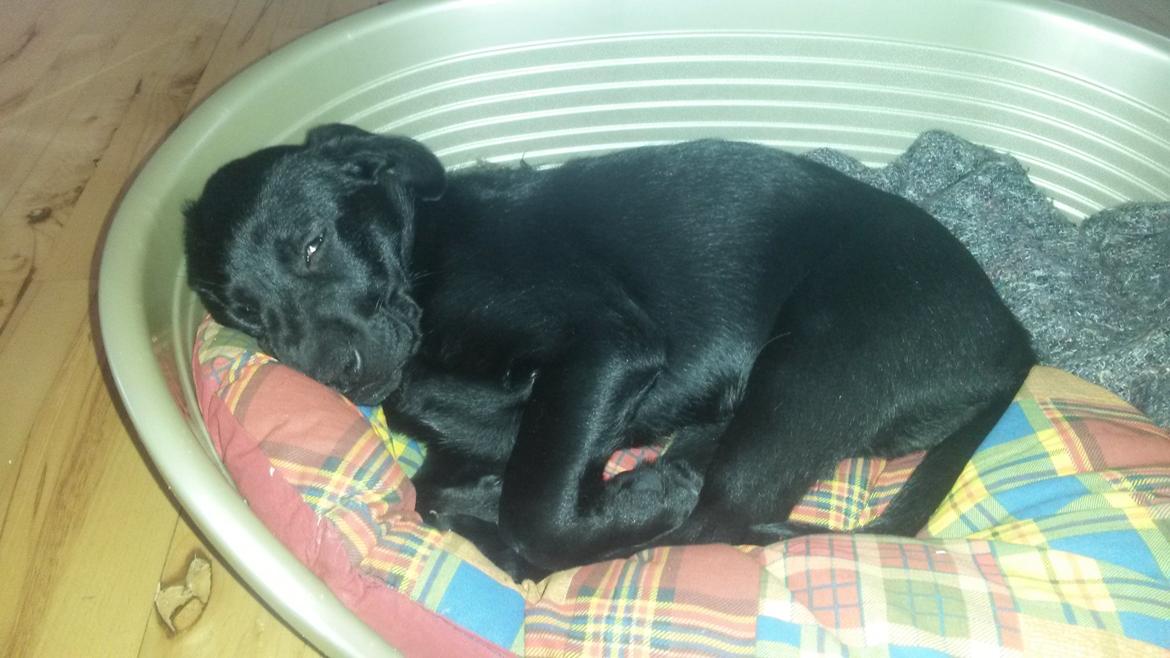 Blanding af racer Bella ( sov sødt lille bella :'( ) <3 billede 4