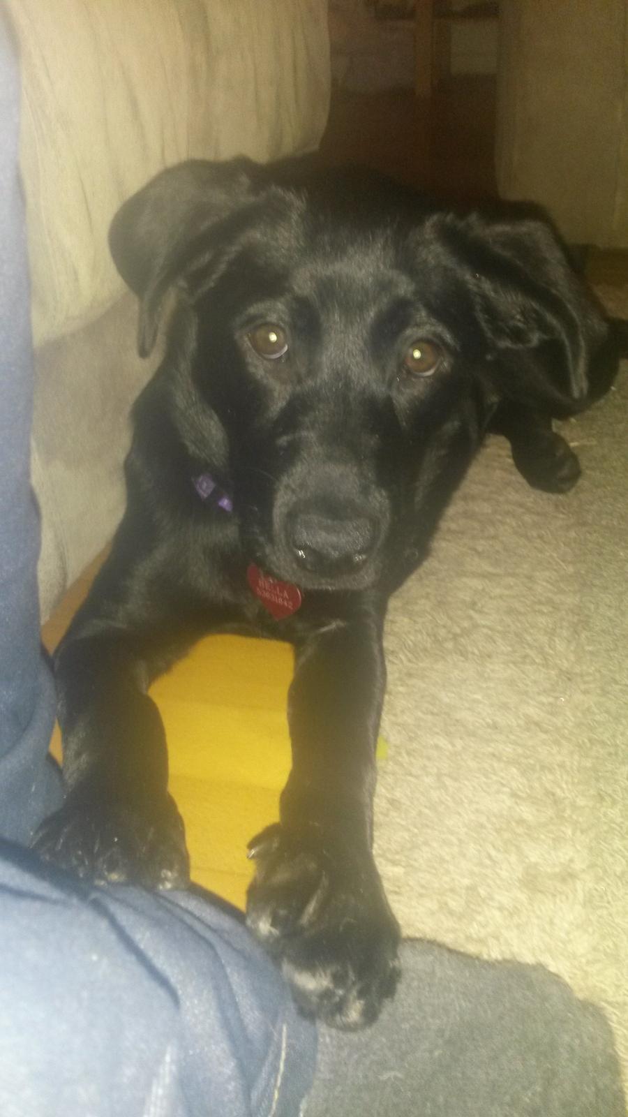 Blanding af racer Bella ( sov sødt lille bella :'( ) <3 billede 5