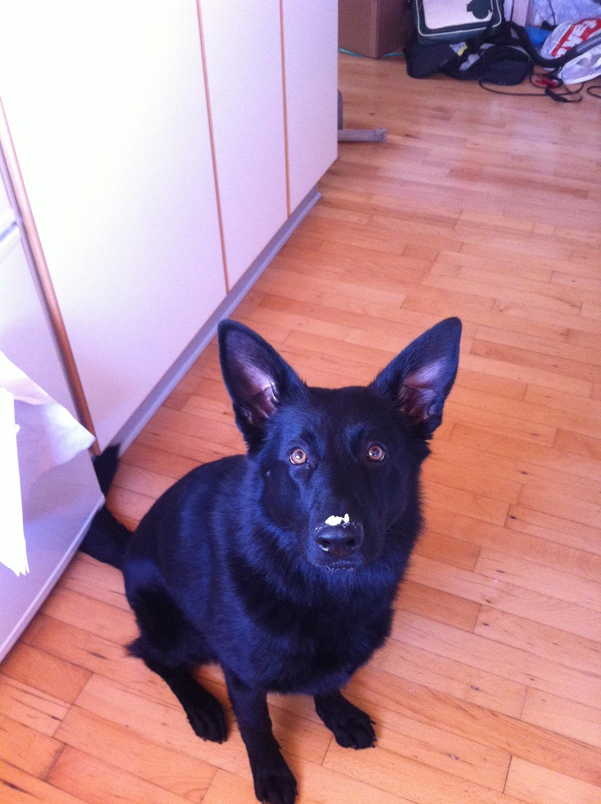 Schæferhund Jen-Ager's Una *Skygge* - Hvad mener du med at der ikke er flere ris? Jeg har aldrig fået nogle ris at spise! billede 7