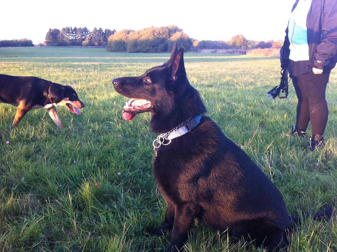 Schæferhund Jen-Ager's Una *Skygge* - Smukke Skygge 11 måneder gammel billede 4