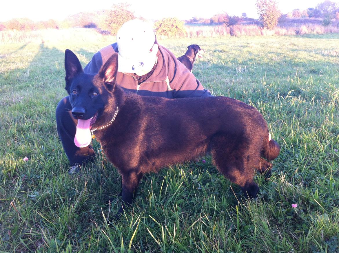 Schæferhund Jen-Ager's Una *Skygge* - Smukke Skygge 11 måneder gammel billede 5