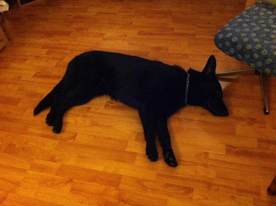 Schæferhund Jen-Ager's Una *Skygge* - Skygge slapper af før juleræset begynder billede 6