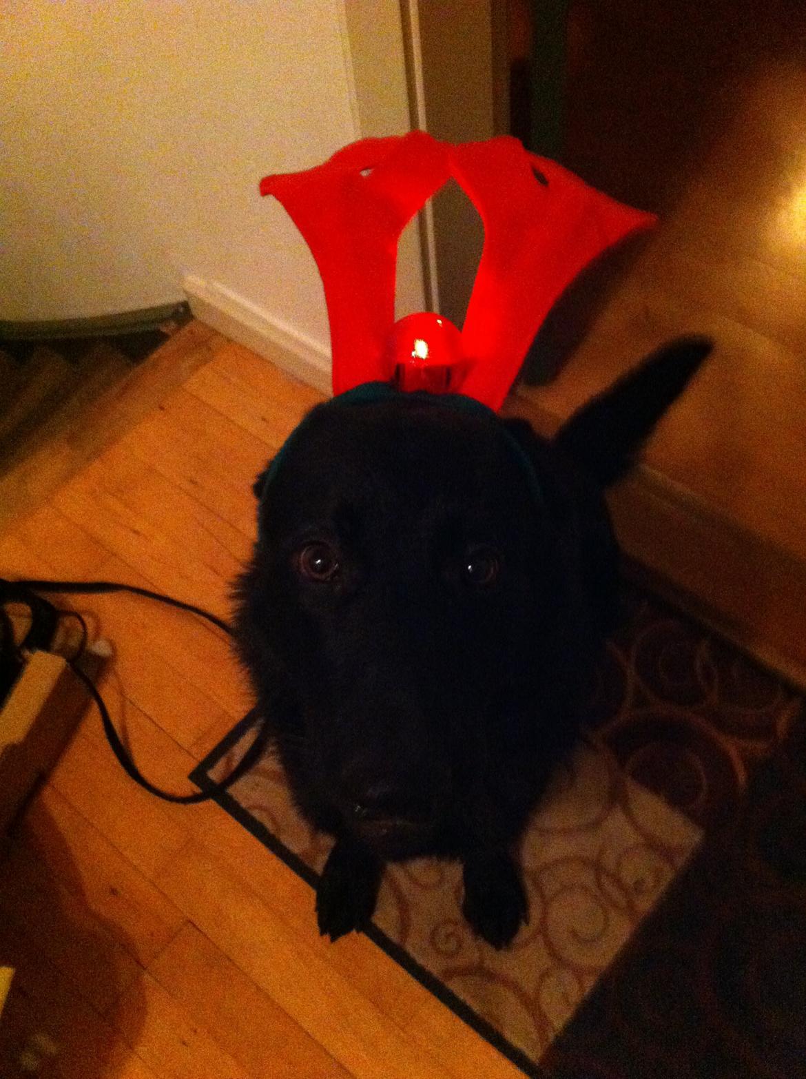 Schæferhund Jen-Ager's Una *Skygge* - Rensdyr Skygge efter jul billede 8