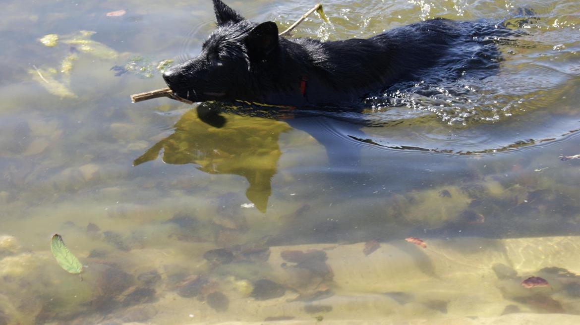 Schæferhund Jen-Ager's Una *Skygge* - Skyggen elsker at svømme <3 billede 11