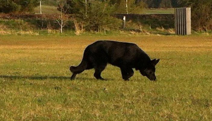 Schæferhund Jen-Ager's Una *Skygge* - 7 måneder gammel billede 9