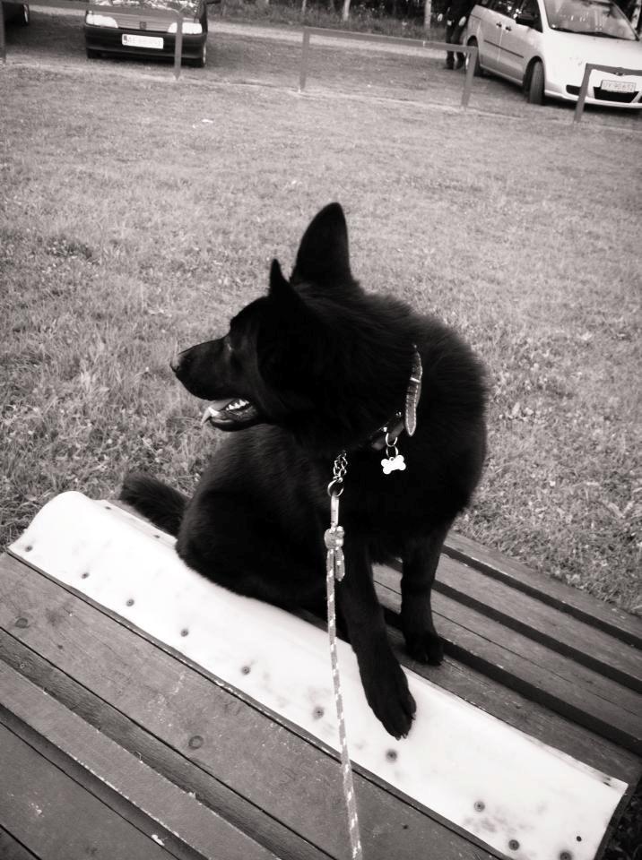 Schæferhund Jen-Ager's Una *Skygge* - Hvalpetræning billede 12