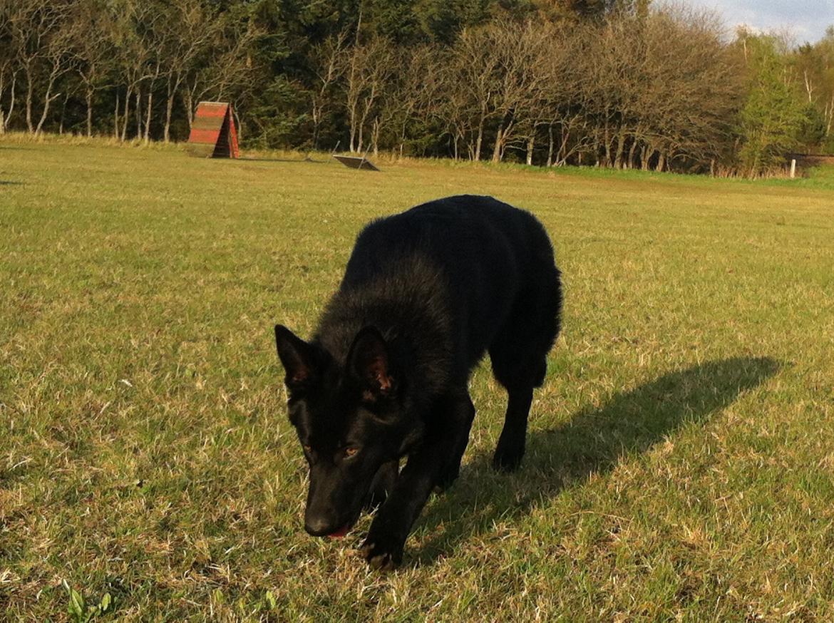 Schæferhund Jen-Ager's Una *Skygge* - 7 måneder gammel billede 10