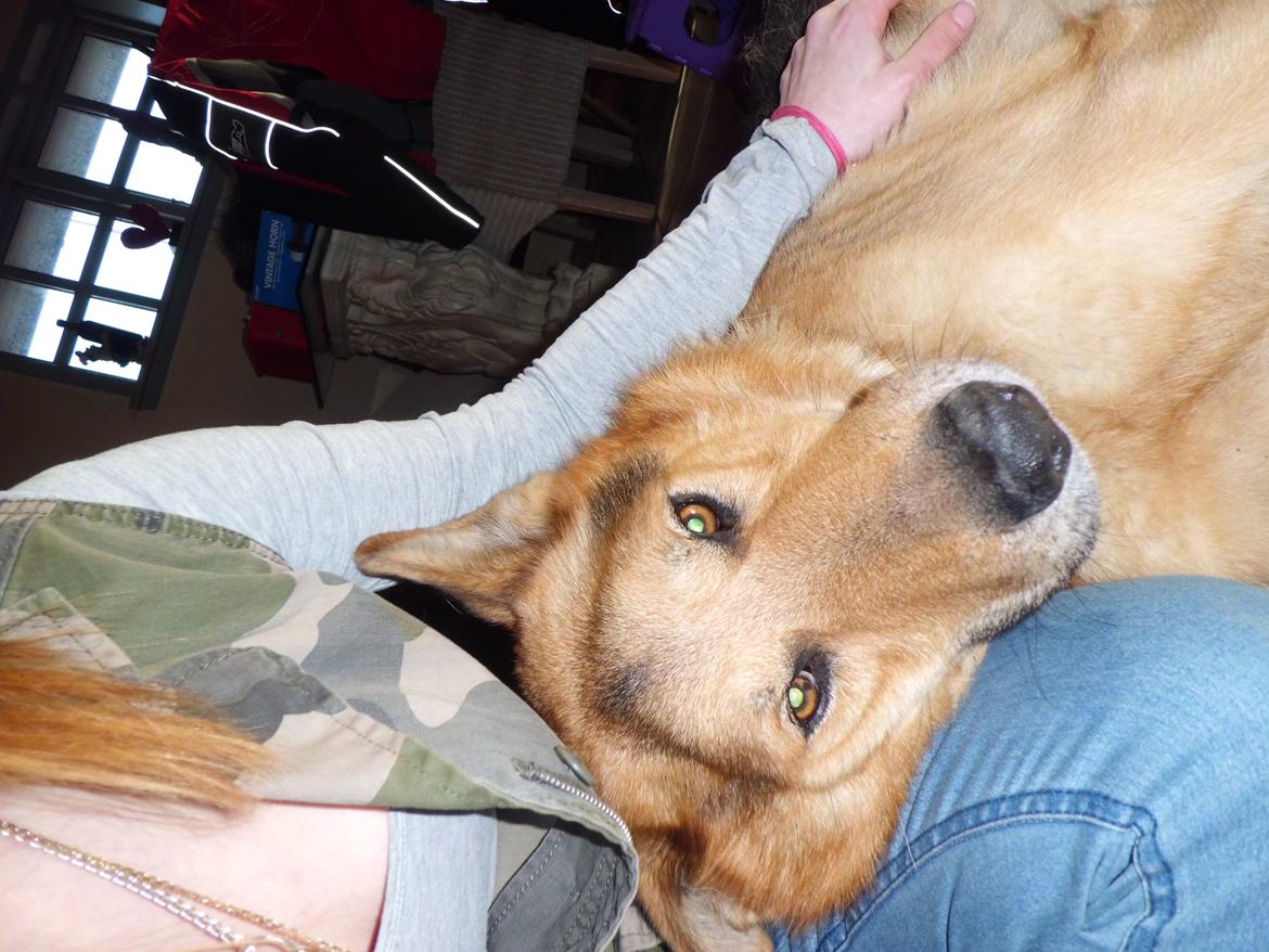 Schæferhund Tiger - puttehund :) billede 6